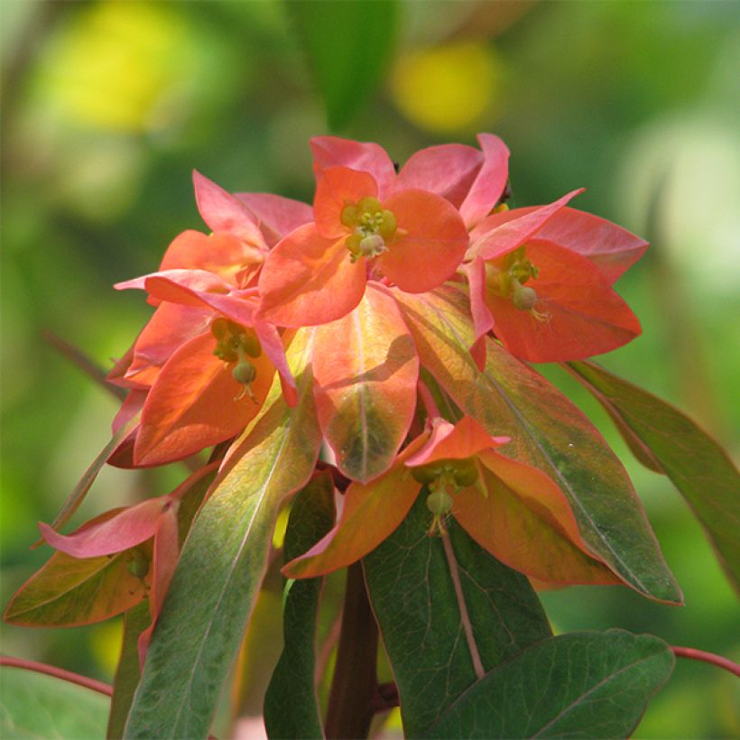 Euphorbia griffithii Dixter - Euphorbe de Griffith (Floraison)