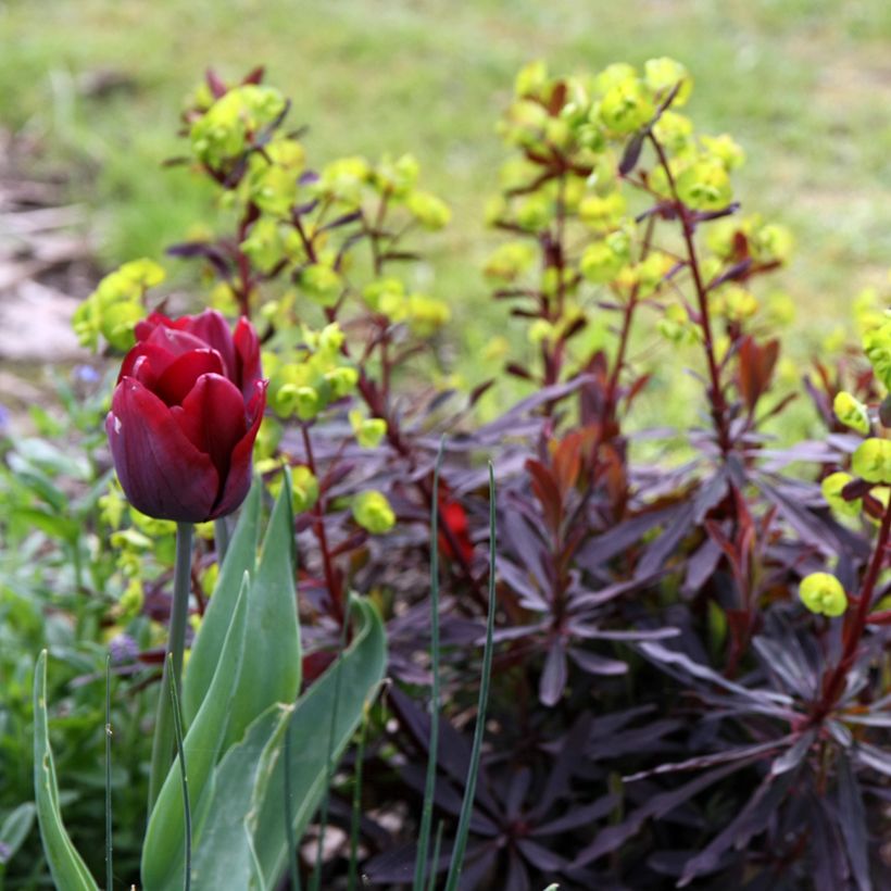 Euphorbia amygdaloides purpurea - Euphorbe des bois pourpre (Port)