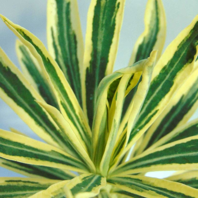 Euphorbia characias Emmer Green - Euphorbe arbustive panachée  (Feuillage)
