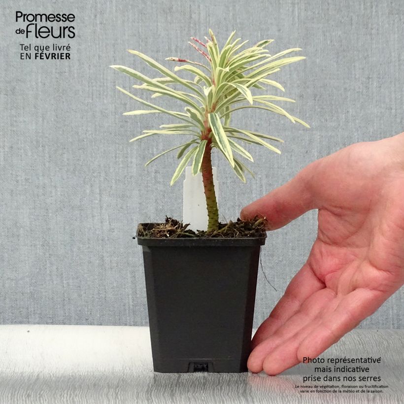 Spécimen de Euphorbia characias Emmer Green - Euphorbe arbustive panachée  Godet de 8/9 cm tel que livré en hiver