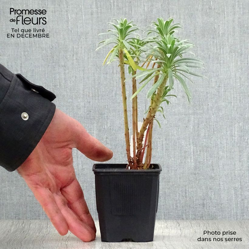 Spécimen de Euphorbia characias - Euphorbe arbustive Godet de 8/9 cm tel que livré en hiver
