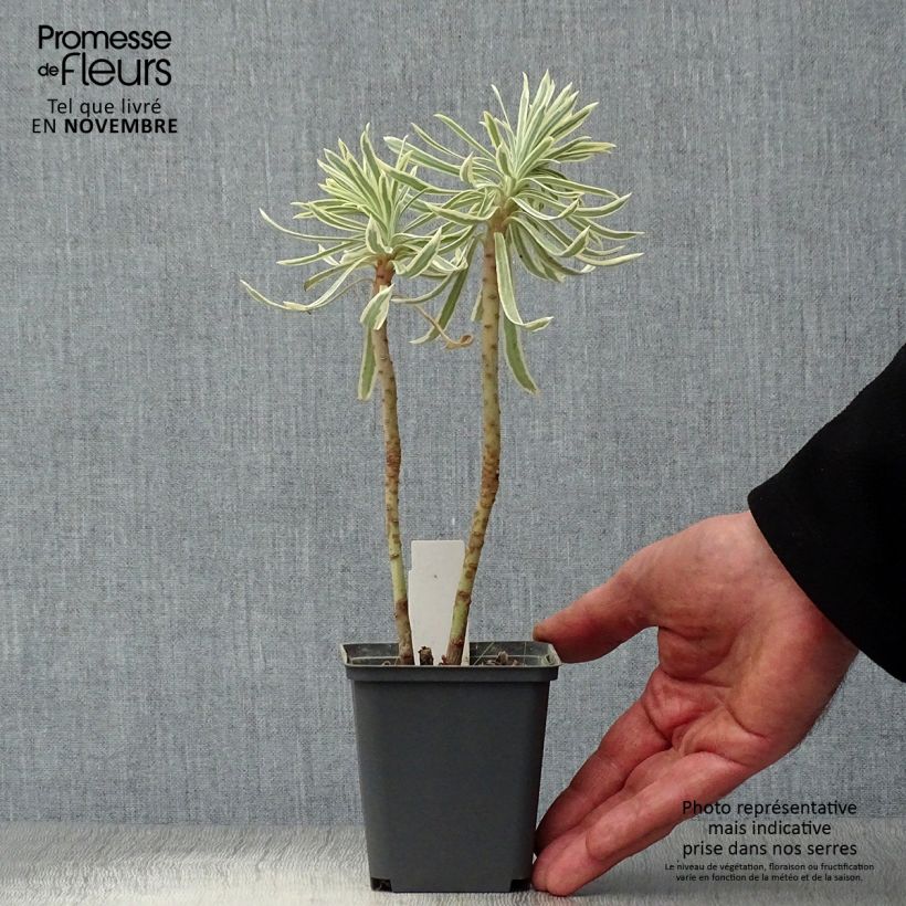 Spécimen de Euphorbia characias Tasmanian Tiger - Euphorbe panachée Godet de 8/9 cm tel que livré en automne