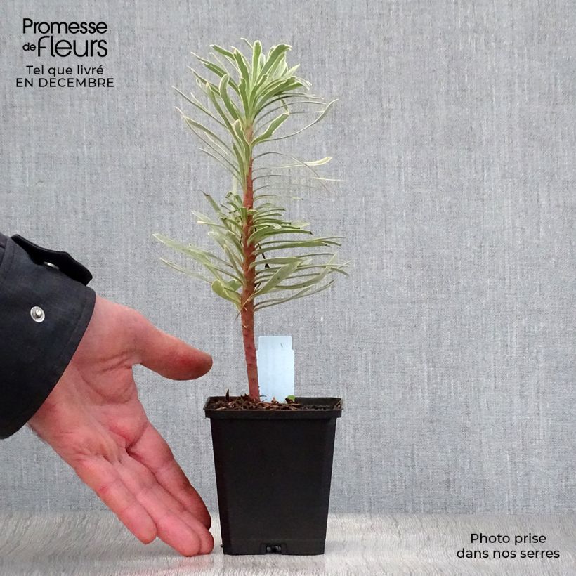 Spécimen de Euphorbia characias Tasmanian Tiger - Euphorbe panachée Godet de 8/9 cm tel que livré en hiver