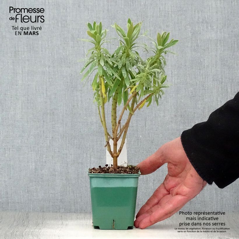 Spécimen de Euphorbia characias ssp. characias - Euphorbe des garrigues Godet de 8/9 cm tel que livré au printemps