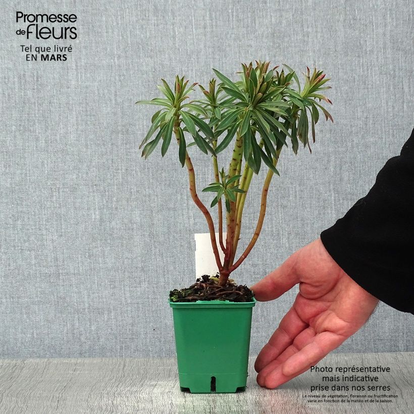 Spécimen de Euphorbia characias ssp. characias - Euphorbe des garrigues Godet de 8/9 cm tel que livré en hiver
