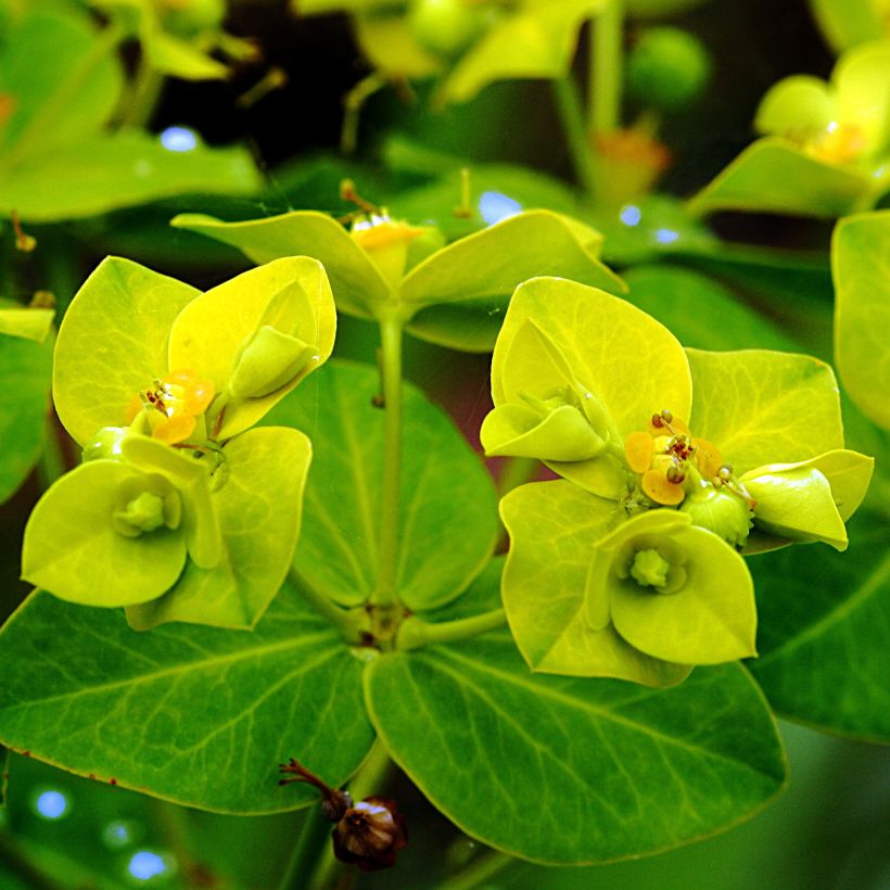 Euphorbe cornigera Goldener Turm (Floraison)