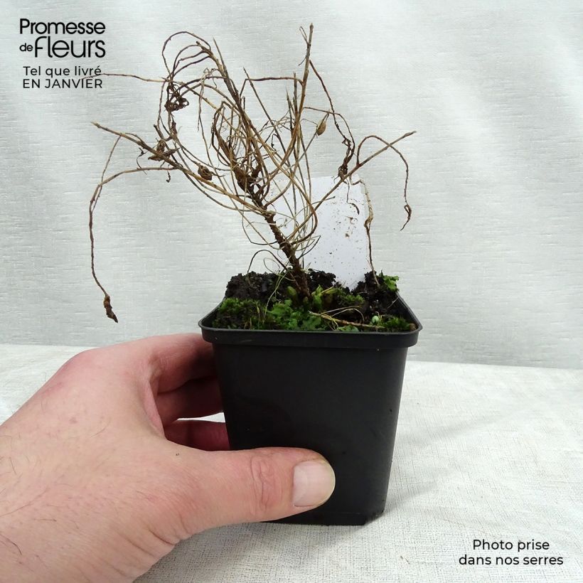 Spécimen de Euphorbia cyparissias Fens Ruby - Euphorbe petit-cyprès Godet de 8/9 cm tel que livré en hiver