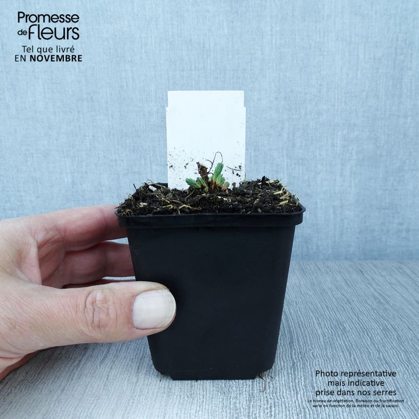 Spécimen de Euphorbia cyparissias Fens Ruby - Euphorbe petit-cyprès Godet de 8/9 cm tel que livré en automne