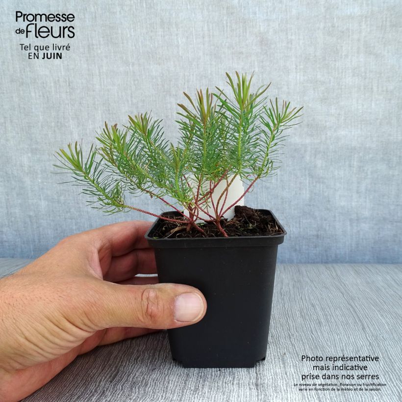 Spécimen de Euphorbia cyparissias Fens Ruby - Euphorbe petit-cyprès Godet de 8/9 cm tel que livré en été