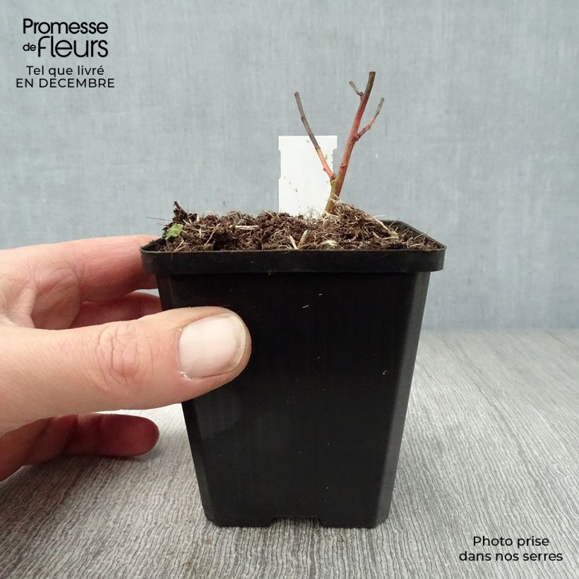 Spécimen de Euphorbia griffithii Fireglow - Euphorbe orange Godet de 8/9 cm tel que livré en hiver