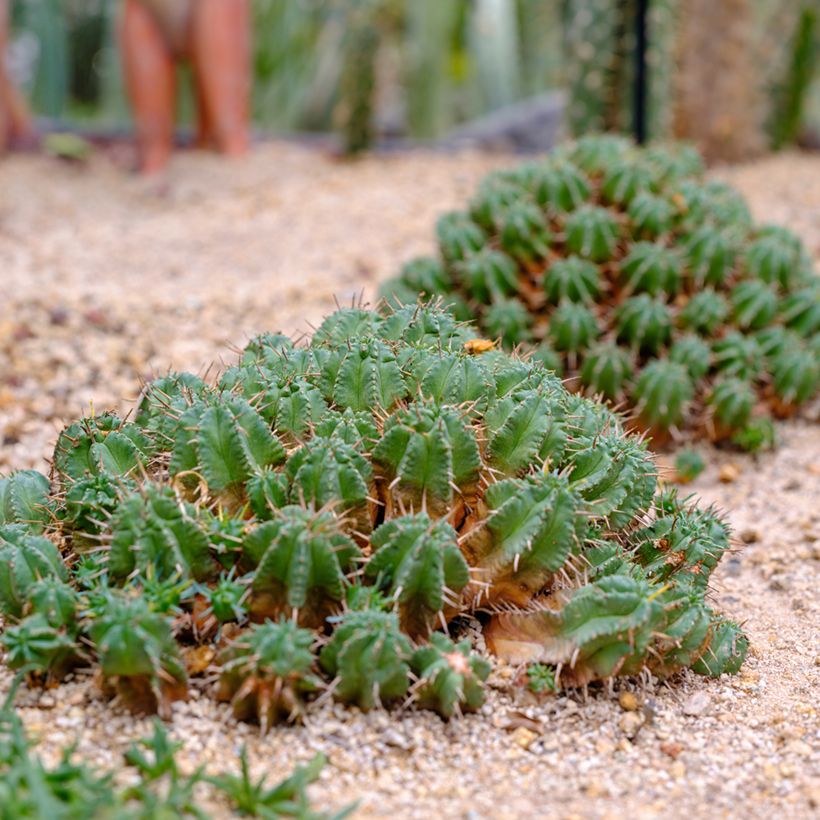 Euphorbia meloformis - Euphorbe (Port)