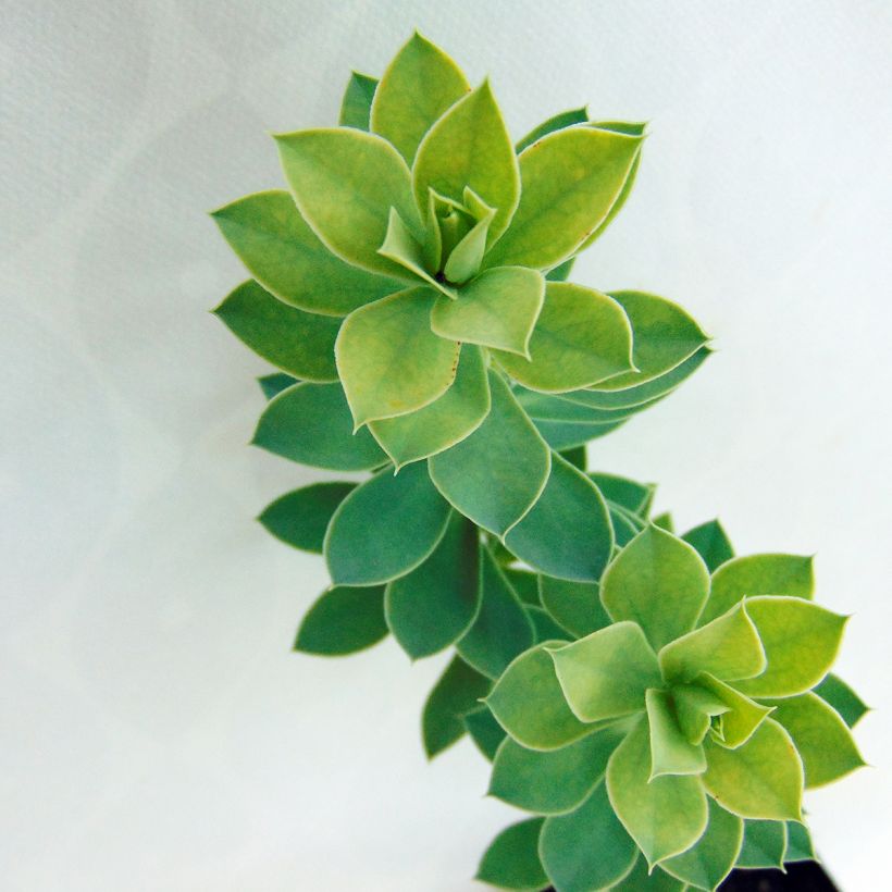 Euphorbia myrsinites - Euphorbe de Corse (Feuillage)