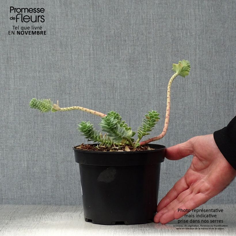 Spécimen de Euphorbia myrsinites - Euphorbe de Corse Pot de 2L/3L tel que livré en automne