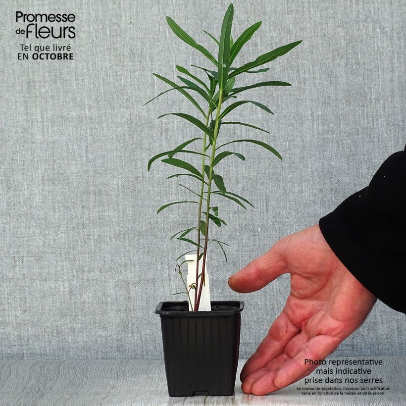 Spécimen de Euphorbia palustris - Euphorbe des marais Godet de 8/9 cm tel que livré en automne