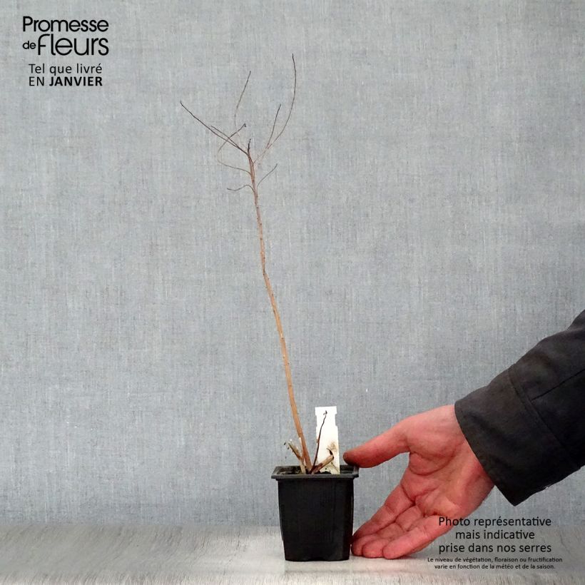 Spécimen de Euphorbia palustris - Euphorbe des marais Godet de 8/9 cm tel que livré en hiver