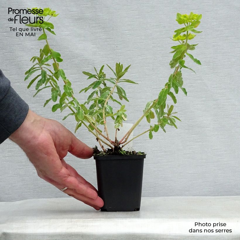 Spécimen de Euphorbia polychroma - Euphorbe polychrome Godet de 8/9 cm tel que livré au printemps