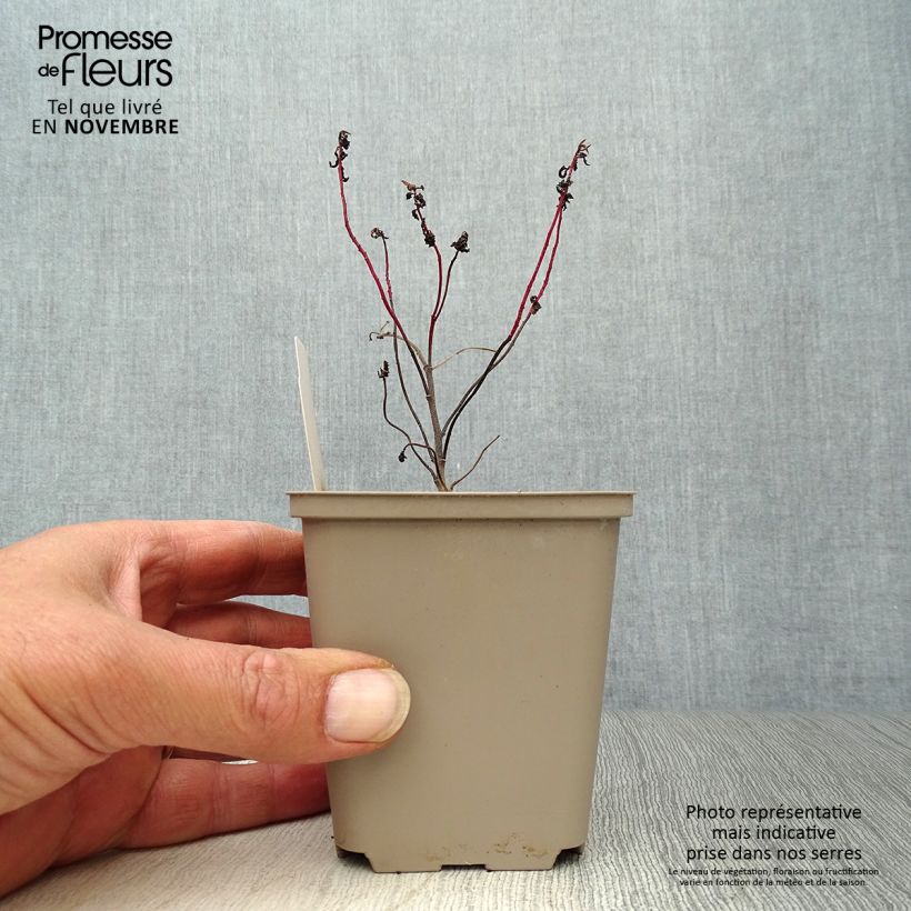 Spécimen de Euphorbia polychroma Purpurea - Euphorbe polychrome Godet de 8/9 cm tel que livré en automne