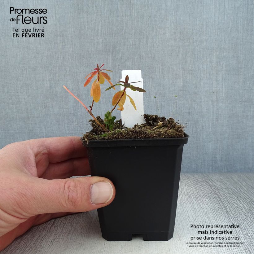 Spécimen de Euphorbia polychroma Purpurea - Euphorbe polychrome Godet de 8/9 cm tel que livré en hiver