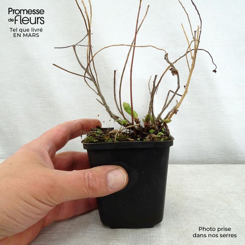 Spécimen de Euphorbia polychroma Variegata - Euphorbe polychrome Godet de 8/9 cm tel que livré au printemps