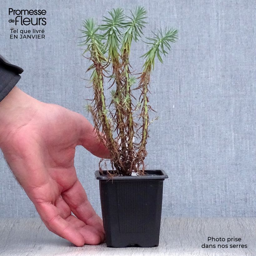 Spécimen de Euphorbia pythiusa - Euphorbe des Baléares. Godet de 8/9 cm tel que livré en hiver