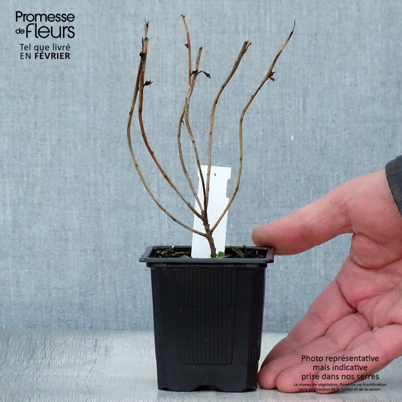 Spécimen de Euphorbia schillingii - Euphorbe schillingii Godet de 8/9 cm tel que livré en hiver