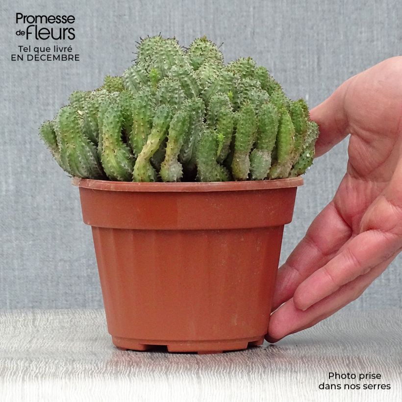 Spécimen de Euphorbia submammillaris Pot de 12 cm / 13 cm tel que livré en hiver