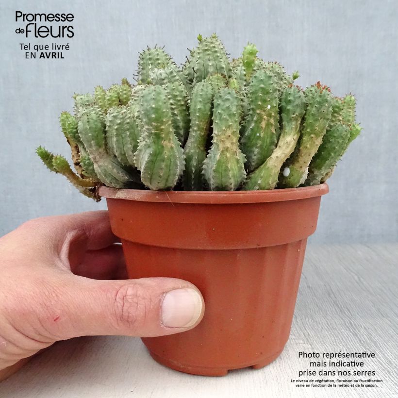 Amostra de Euphorbia submammillaris Vaso de 12 cm/13 cm tal como entregue na primavera