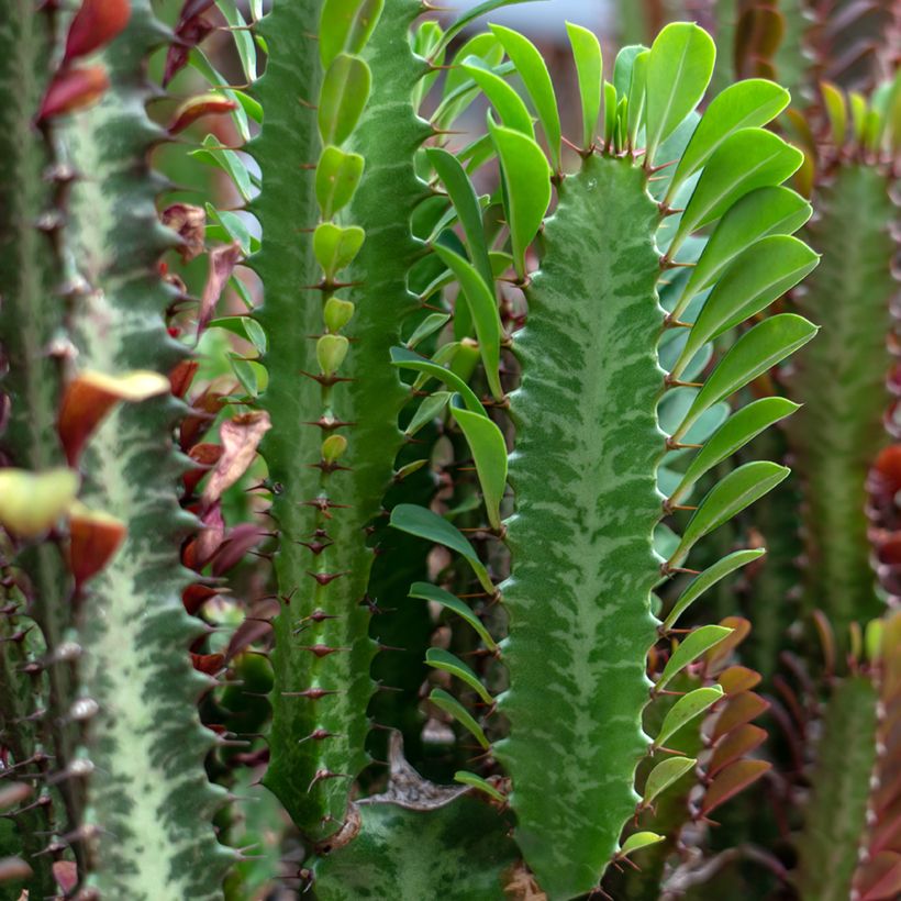 Euphorbia trigona - Euphorbe cactus (Feuillage)