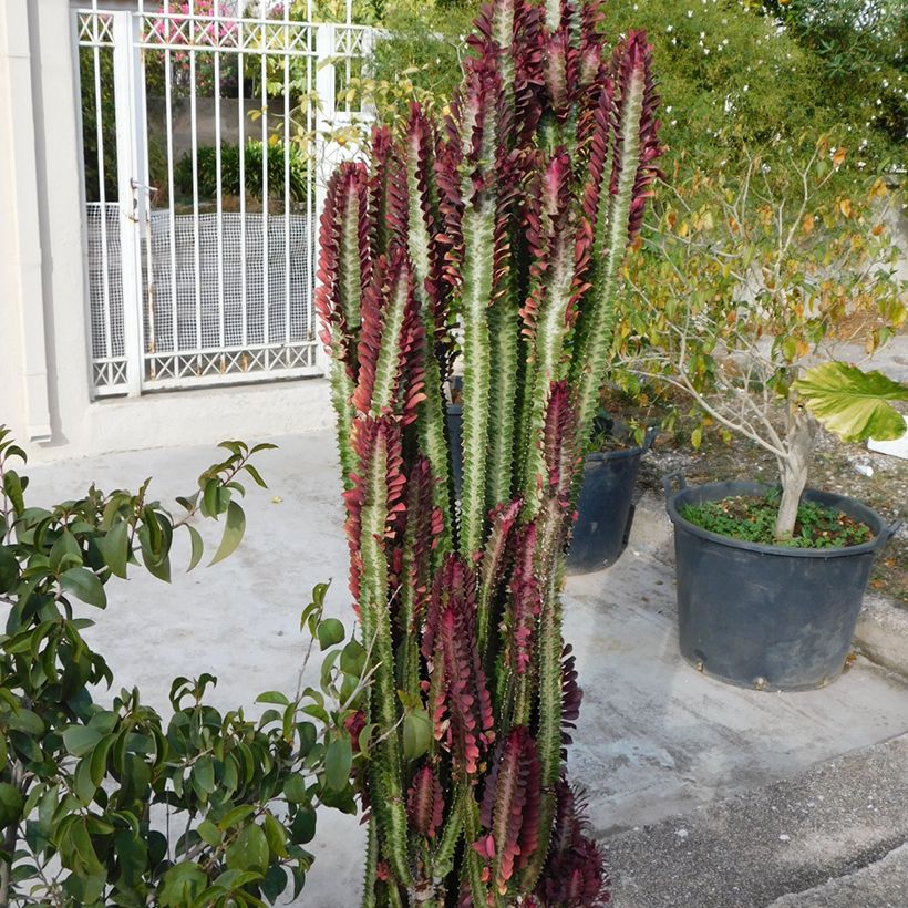 Euphorbia trigona f. rubra - Euphorbe cactus (Port)