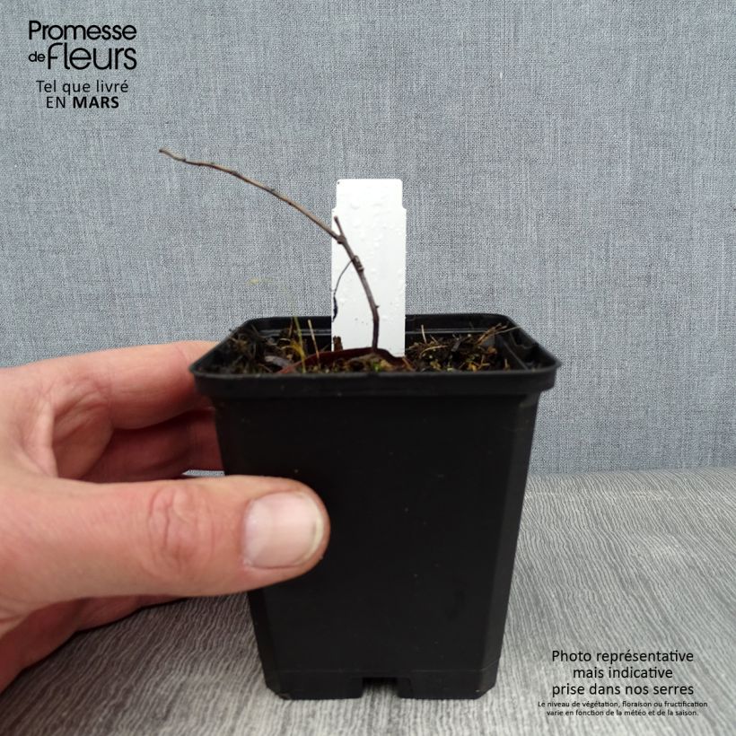 Spécimen de Euphorbia wallichii - Euphorbe Godet de 8/9 cm tel que livré en hiver