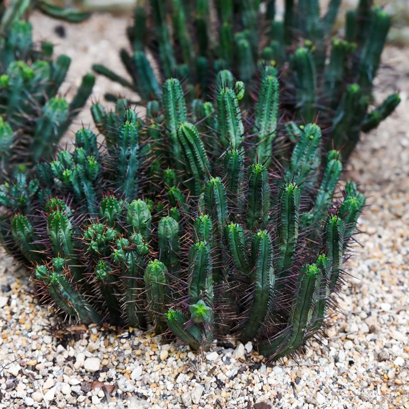 Euphorbia enopla - Euphorbe cactus (Port)