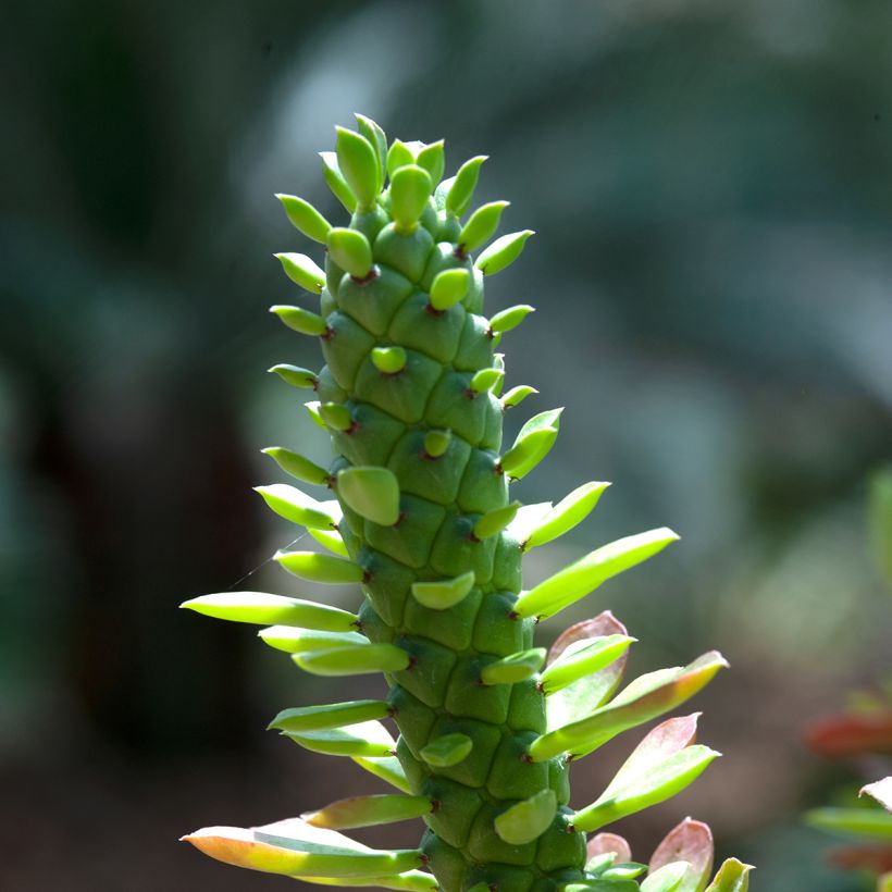 Euphorbia ritchiei - Euphorbe succulente (Feuillage)