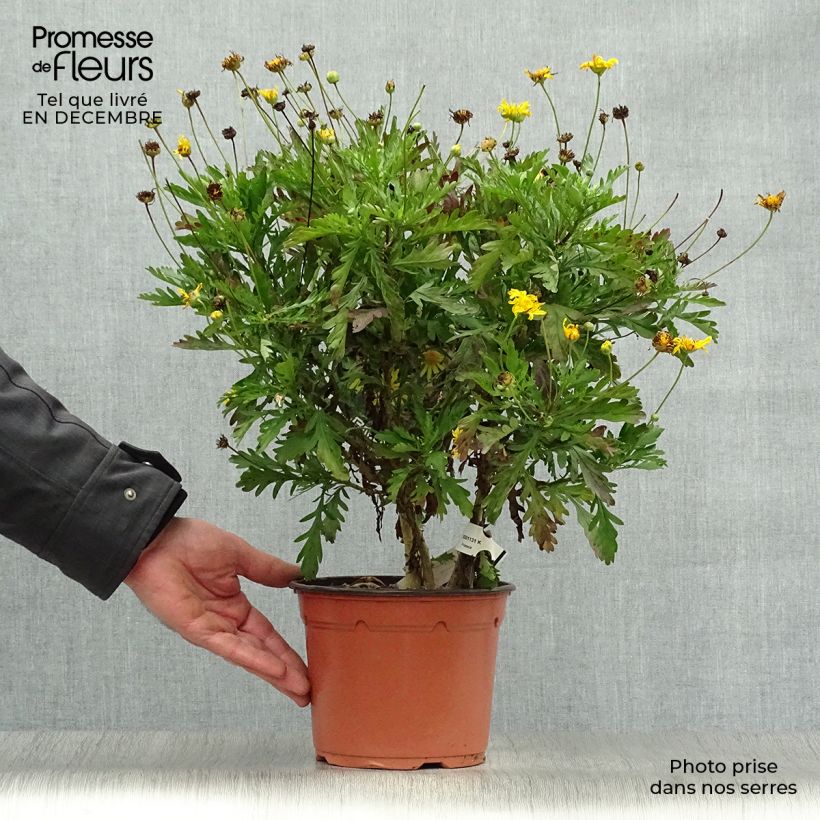 Spécimen de Euryops chrysanthemoides - Marguerite de la savane. Pot de 2L/3L tel que livré en hiver