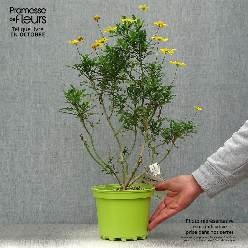 Spécimen de Euryops chrysanthemoides - Marguerite de la savane. Pot de 2L/3L tel que livré en automne