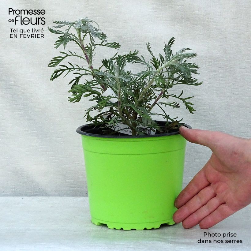 Spécimen de Euryops pectinatus - Marguerite des savanes Pot de 2L/3L tel que livré en hiver