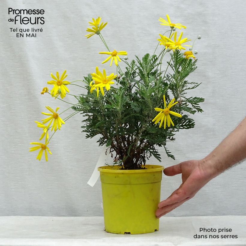 Spécimen de Euryops pectinatus - Marguerite des savanes Pot de 2L/3L tel que livré au printemps