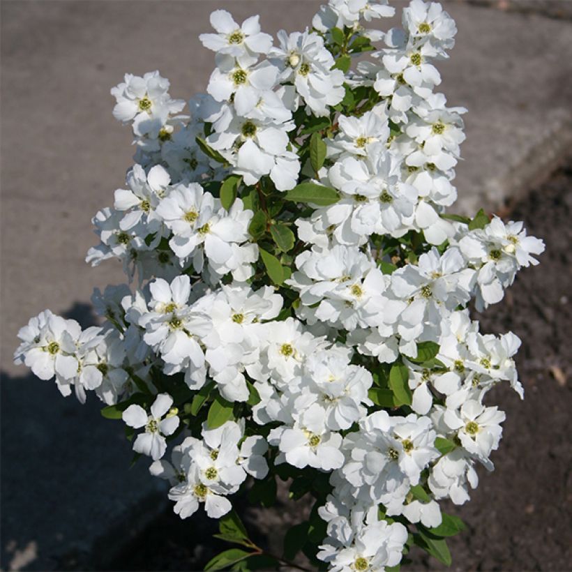 Exochorda racemosa Magical Springtime (Groeiplaats)
