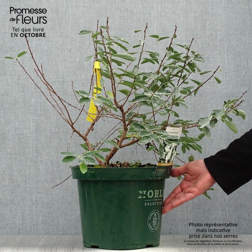 Spécimen de Exochorda racemosa Niagara Pot de 7,5L/10L tel que livré en automne