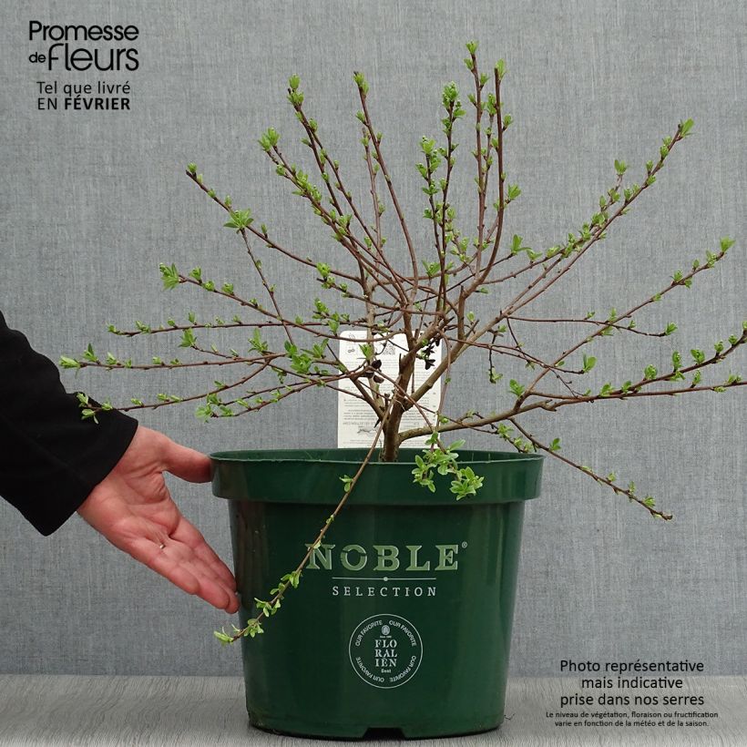 Spécimen de Exochorda racemosa Niagara Pot de 7,5L/10L tel que livré en hiver