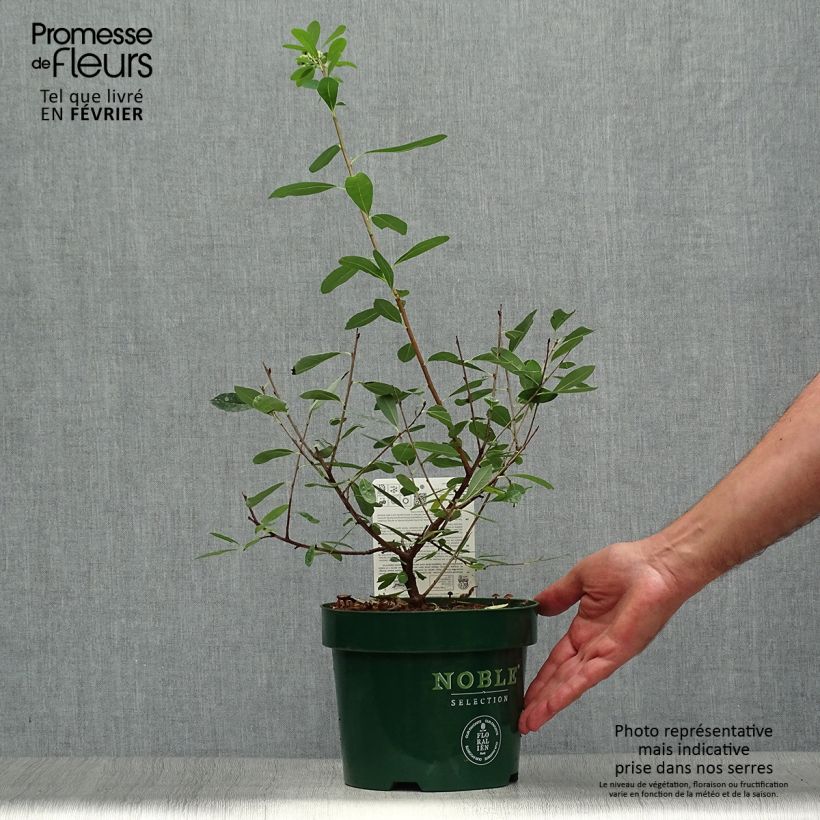 Spécimen de Exochorda racemosa Niagara Pot de 3L/4L tel que livré en automne