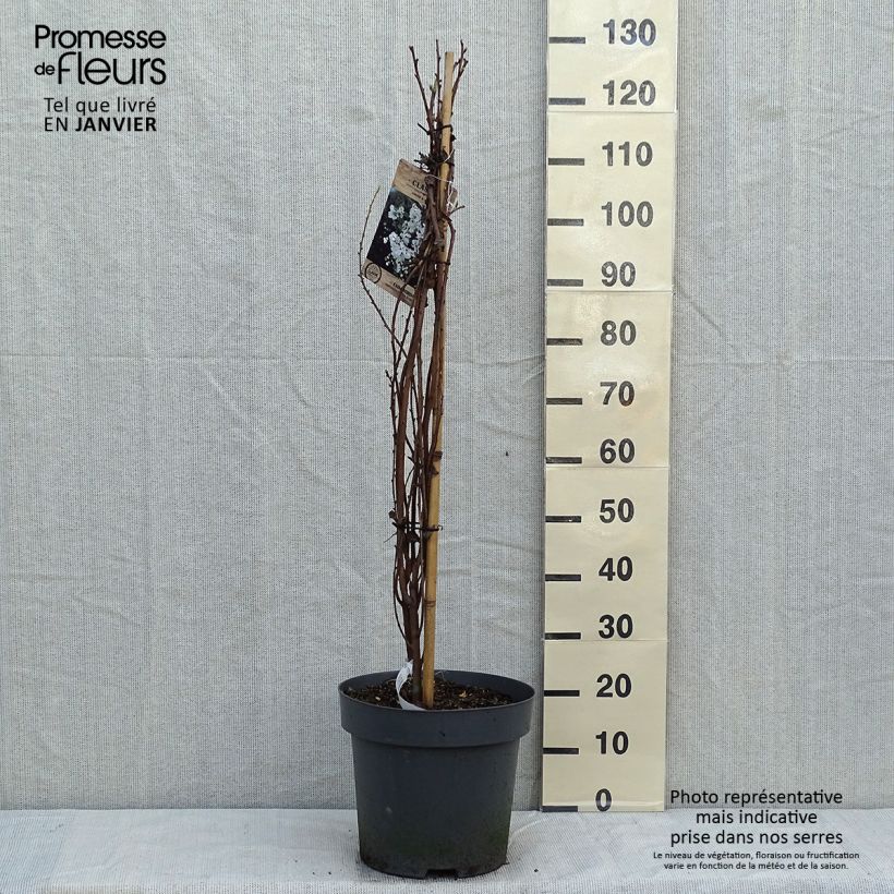 Spécimen de Exochorda x macrantha The Bride Pot de 12L/15L tel que livré en hiver