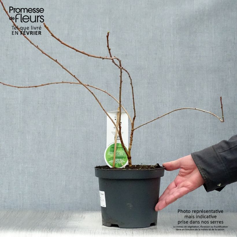 Spécimen de Exochorda x macrantha The Bride Pot de 2L/3L tel que livré en hiver