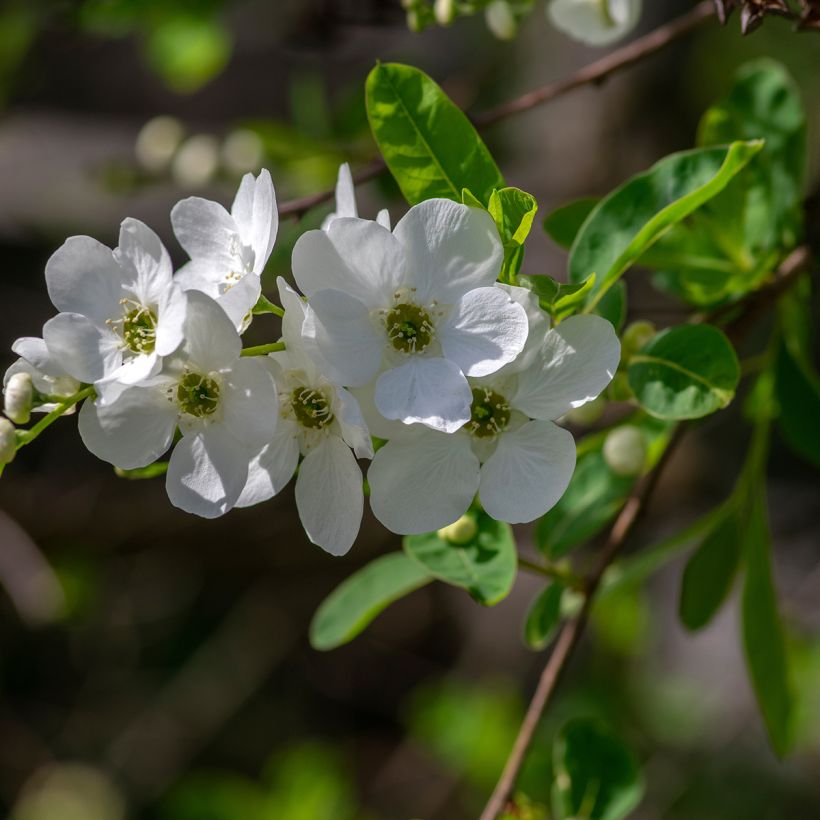 Exochorda racemosa Snow Mountain - Arbuste aux perles (Floraison)