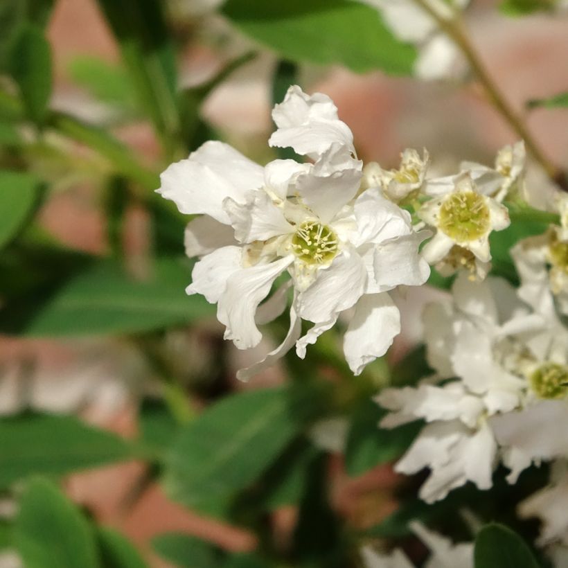 Exochorda x macrantha The Bride (Floraison)