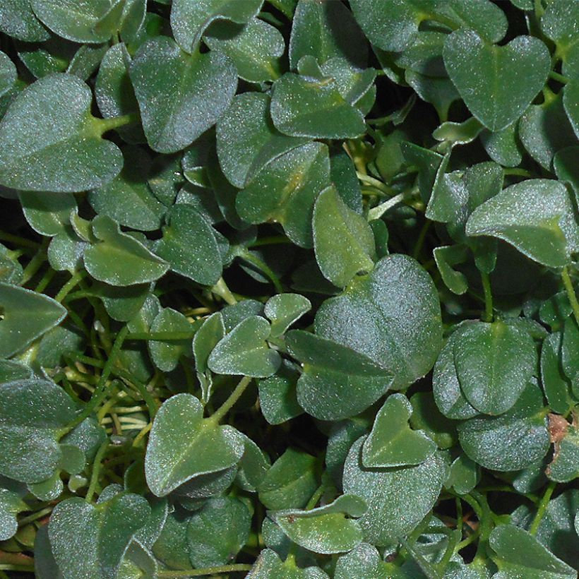 Falkia repens - Petites oreilles (Feuillage)