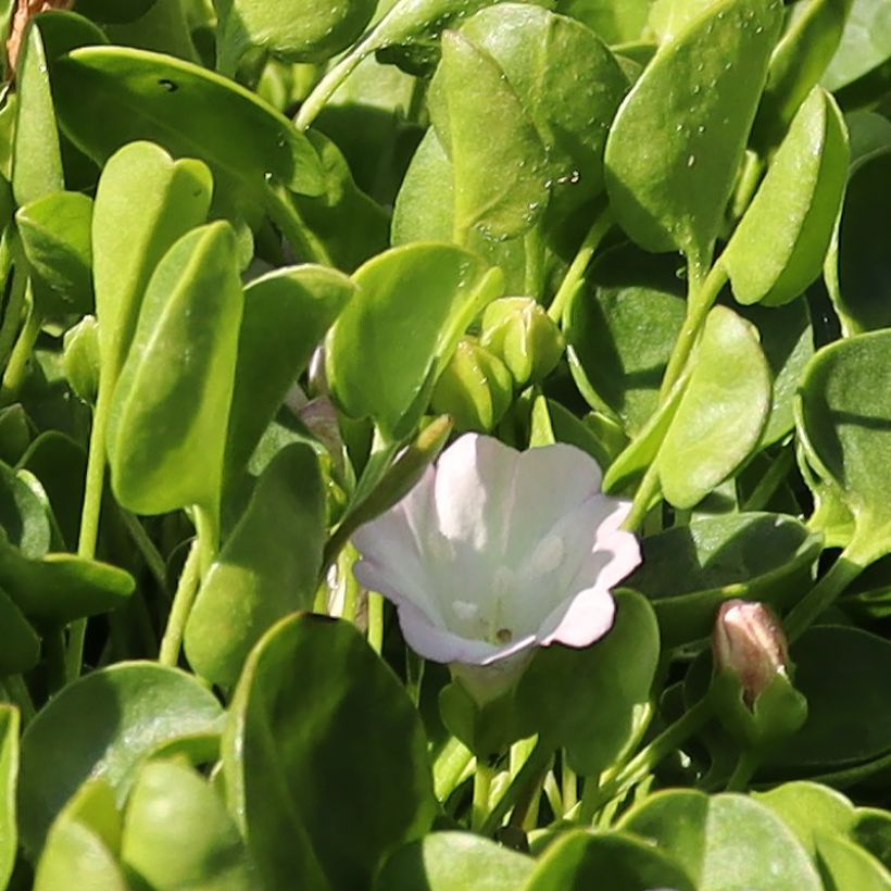 Falkia repens - Petites oreilles (Floraison)