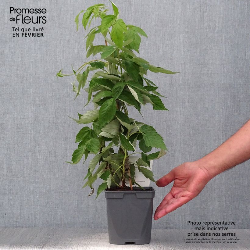 Spécimen de Framboisier nain remontant Bella Aromatica - Rubus idaeus  Pot de 2L/3L tel que livré en automne