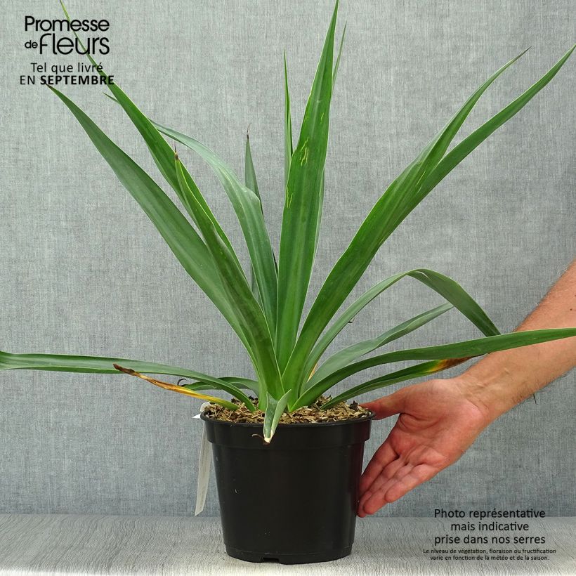 Spécimen de Furcraea bedinghausii Pot de 3L/4L tel que livré en automne