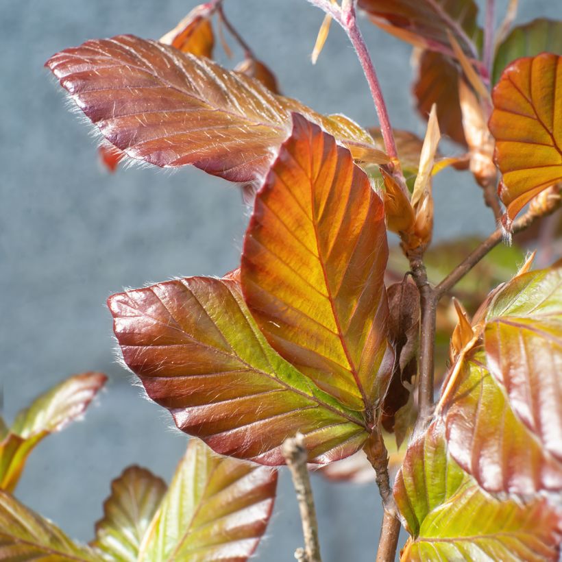 Fagus sylvatica Atropunicea - Hêtre pourpre (Feuillage)