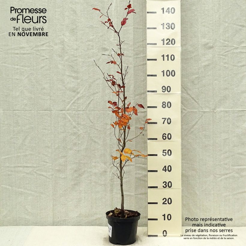 Spécimen de Fagus sylvatica Atropurpurea - Hêtre pourpre Pot de 4L/5L tel que livré en automne